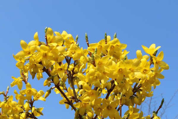 Forsytia Forsytia