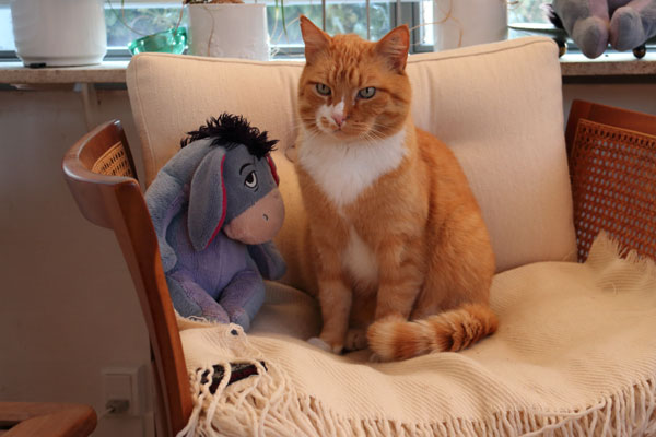 Katten Tot Katten Tot