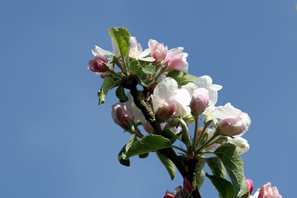 Æbleblomster