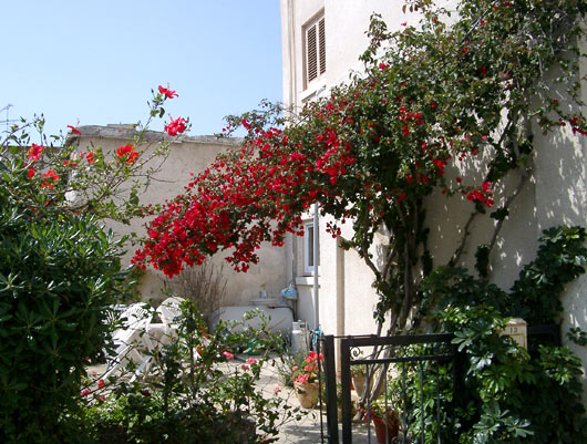 Flowers in a patio in Larnaca.