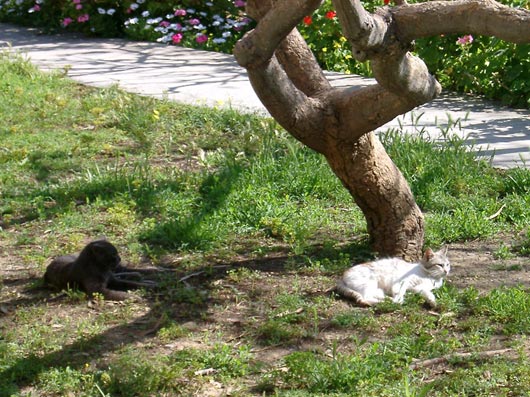 Cats by the tourist office in Larnaca.