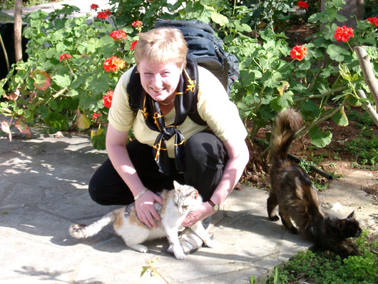 Cats in Larnaca