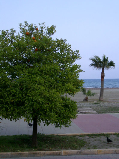 Orange tree on the promenade in Larnaca.