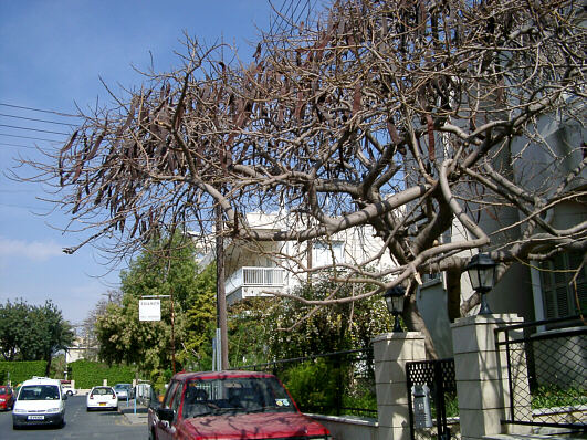 Johannesbr&oslash;dtr&aelig; i Larnaca