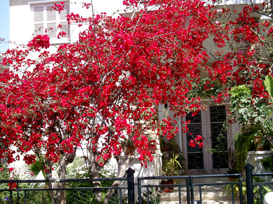 Blooming front garden in Larnaca, Cyprus