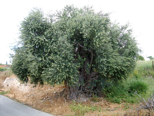 Beautiful old olive tree in Anogyra, Cyprus