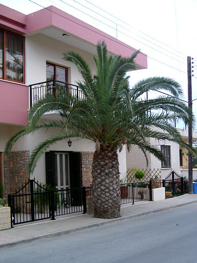 Palme p&aring; fortov i Paphos