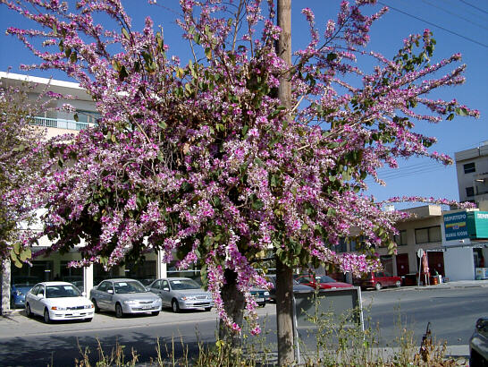 Blomstrende vejtr&aelig; i Paphos