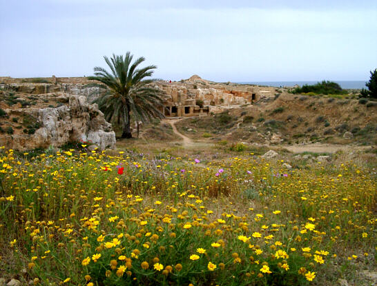 Naturens s&oslash;rgeflor over Tombs of the Kings i Paphos