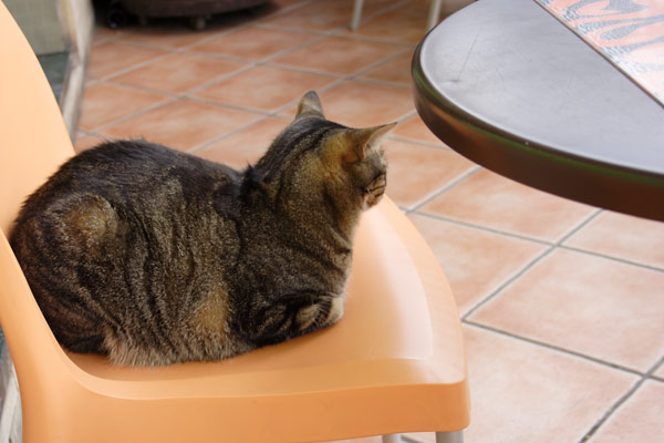 Kat venter p&aring; far