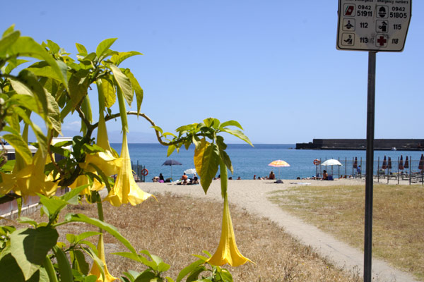 Trompetblomster og strand