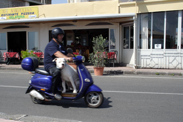 Hund luftes p&aring; scooter