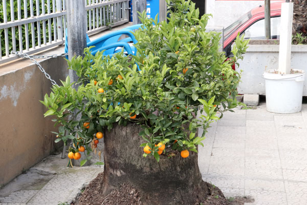 Clementintr� Sicilien