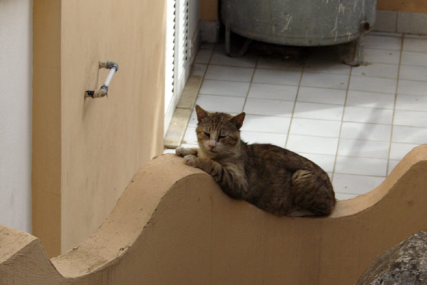 Cat in Ischia Porto