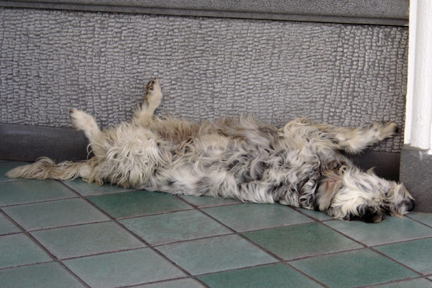 Hot dog in Ischia Porto