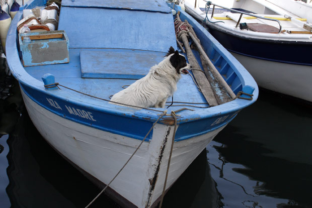 Shipdog in Ischia Porto