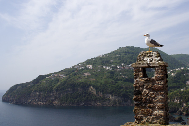 Seagull and view from Castello Aragonese in Ischia