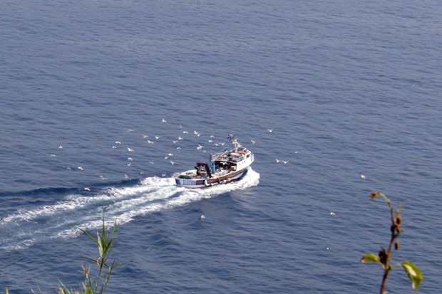 Fishingboat followed by seagulls