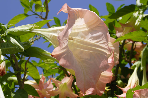 Trumpet flower in Ischia