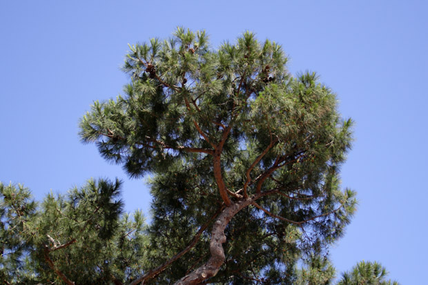Tree and blue sky