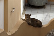 Cat in Ischia Porto