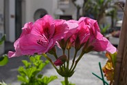 Flower in Sant'Angelo