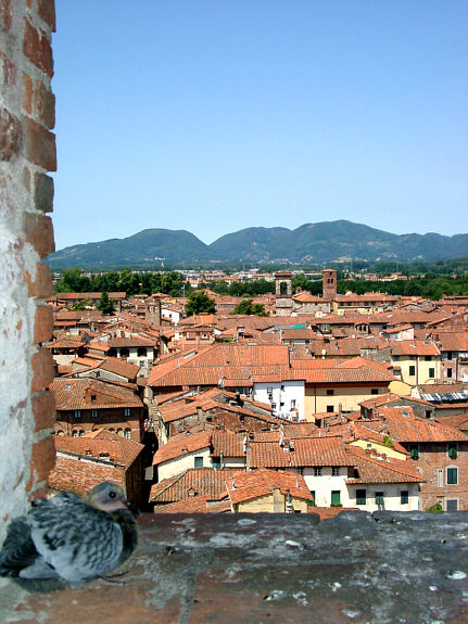 Pidgeon chick and view over Lucca