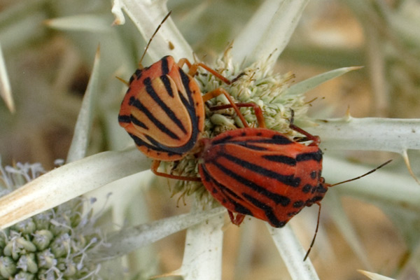 Insects in Kalymnos