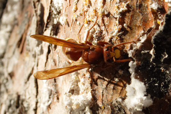 Wasp in Kalymnos