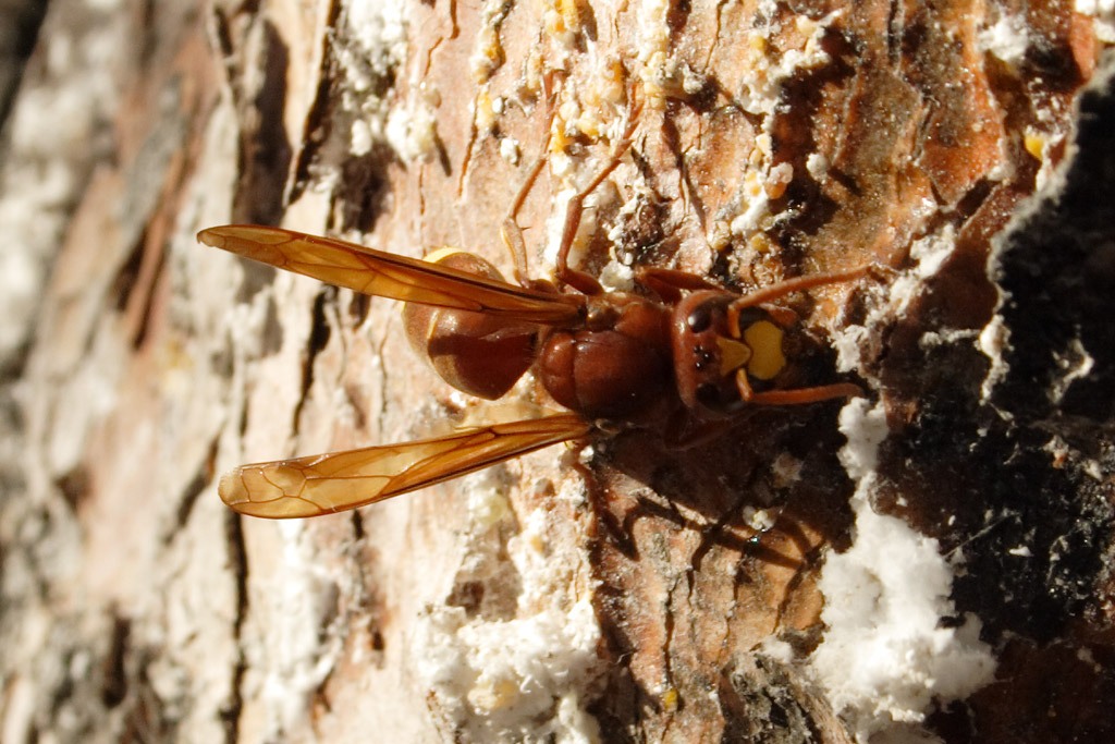 Wasp