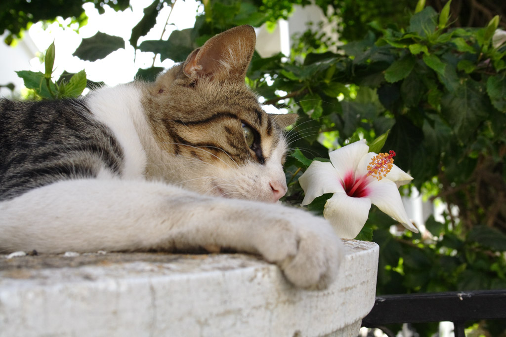 Kat og blomst