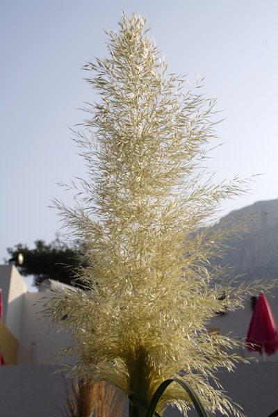 Plante p&aring; Kalymnos