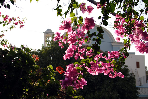 Flowers on Telendos