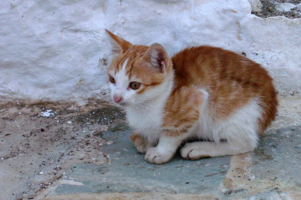 Telendos kitten