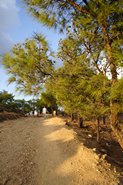 Pinjetræer på Telendos