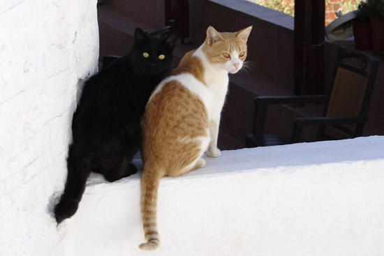 Two cats in Pigadia, Karpathos