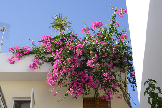 Hus og blomster i Pigadia, Karpathos