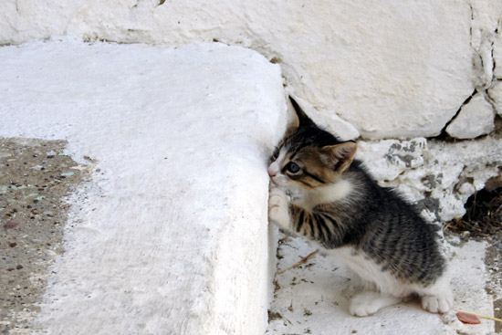 Kattekilling i Pigadia, Karpathos.