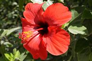 Blomst p&aring; Karpathos