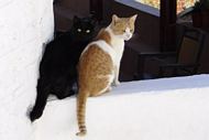Two cats on a wall