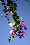 Blomstergren i Pigadia p&aring; Karpathos