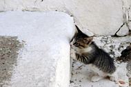 Where is Mom cat?