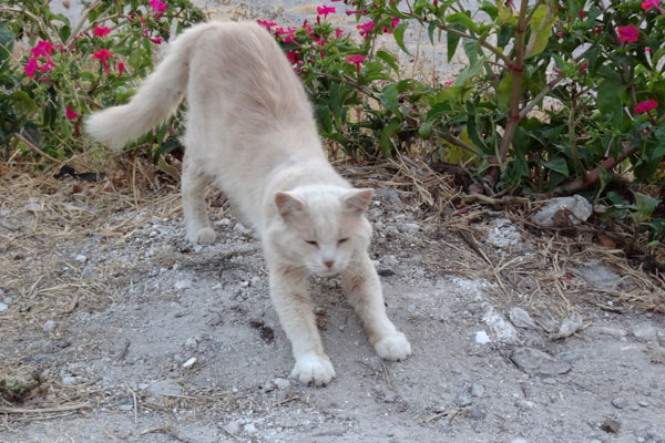 Velfodret kat i Panteli