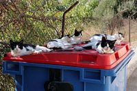 Katte p� container i Panteli