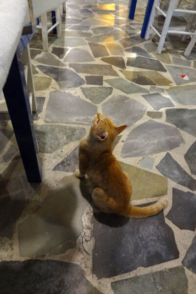 Tiggende kat