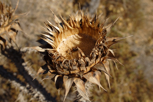Tidsel p&aring; Telendos