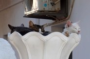 Kattesiesta