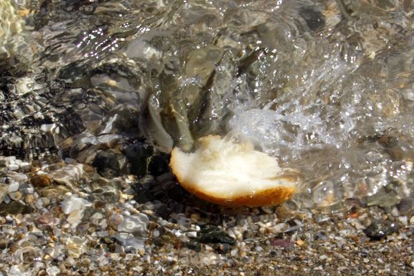 Fishes eating bread in Leros