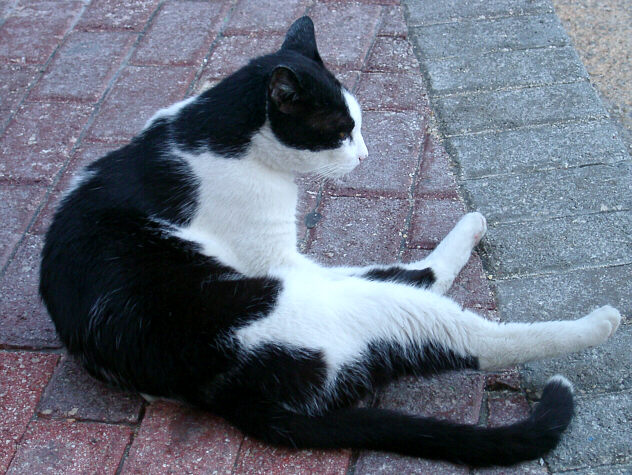 Maltese cat