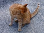 Sliema-cat